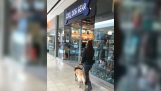 כלב עיוור מוביל בעל חנות לכלבים