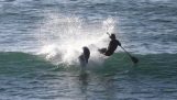 Dolphin mod surfere