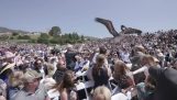 Пеликани предизвикат паника в церемония дипломиране
