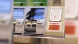 Κοράκι προσπαθεί να αγοράσει εισιτήριο στο μετρό