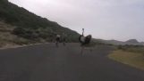 Cyclists vs. ostrich
