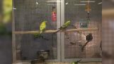 Παπαγάλοι κάνουν κούνια στο κλουβί τους