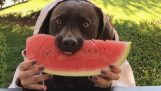 O cão come a melancia