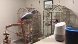 Ο παπαγάλος μιλάει στην ψηφιακή βοηθό Alexa