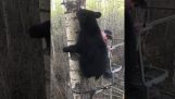 Orso incontra un cacciatore su un albero
