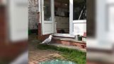 Seagull går in i huset och äta kattmat