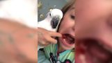 Zubař papoušek