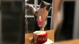 Γάτα εναντίον κεριού