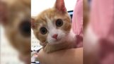 Γενναίο γατάκι κάνει εμβόλιο στον κτηνίατρο