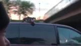 Een kat op het dak van een auto op een snelweg