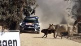 Rallyefahrer vermeidet eine Weile Kühe