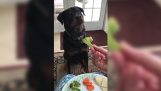 Hunden vil ikke ha grønnsaker