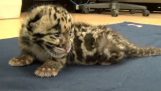 Bruset av en liten leopard