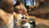 Μια γυναίκα συναντά τα λιοντάρια που υιοθέτησε, μετά από 7 χρόνια