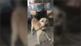 Pes pomáhá jeho majitel, který byl uzamčen z domu