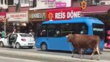 Stier wandert frei und Frau angreifen (Turkei)