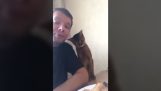 Gato seduce a su jefe por un poco de pollo