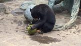 Bear peels and drinks the juice of a coconut