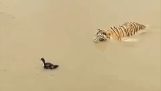Έξυπνη πάπια εναντίον τίγρης