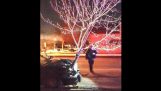 П'яний водій рухається з деревом прибитий на капоті автомобіля