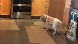 Σκύλος αποφεύγει τα ηλεκτρικά πατάκια