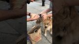 Συνάντησαν ένα σκύλο επιστρέφοντας από τα ψώνια