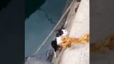 Διάσωση γάτας από κανάλι
