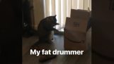 Il gatto batterista