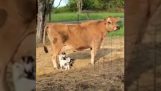 Κατσικάκια πίνουν γάλα από μια αγελάδα