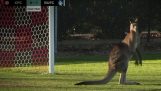 Kangaroo przychodzi do stadionu