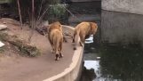 Awkward lion falls in water