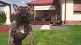 Hund forsøger at fange en drone