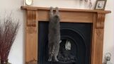 Overvekt katt prøver å klatre på en peis