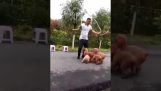 Dogs jump rope