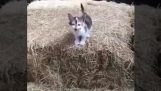 Om kitten op zoek naar hulp
