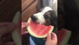 En hund som äter en vattenmelon elegant