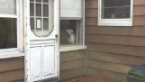 Όταν ένας σκύλος σε παρακολουθεί