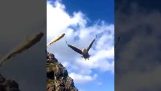 Eagle prinde un pește în aer