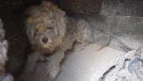 Dog that survived the fire was found alive in Mati