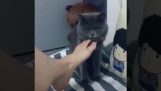 Curious cat vonící nohu