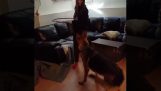 A dog tries to do hula hoop
