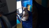 Toulavý pes dělá jezdit autobusem