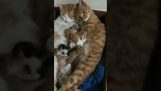 To katter slappe av med ungene sine
