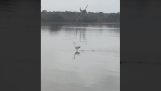 Cet oiseau marche sur l'eau;