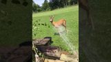 How to cool a deer during heat wave