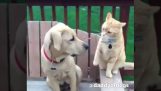 Katte vs hunde