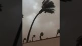 Starker Wind bricht eine Palme in der Mitte