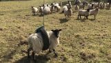 羊做挥杆