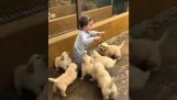 Puppies launch an attack