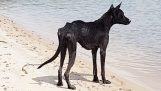 Bir çöl adasında yaşayan bir köpek bulundu